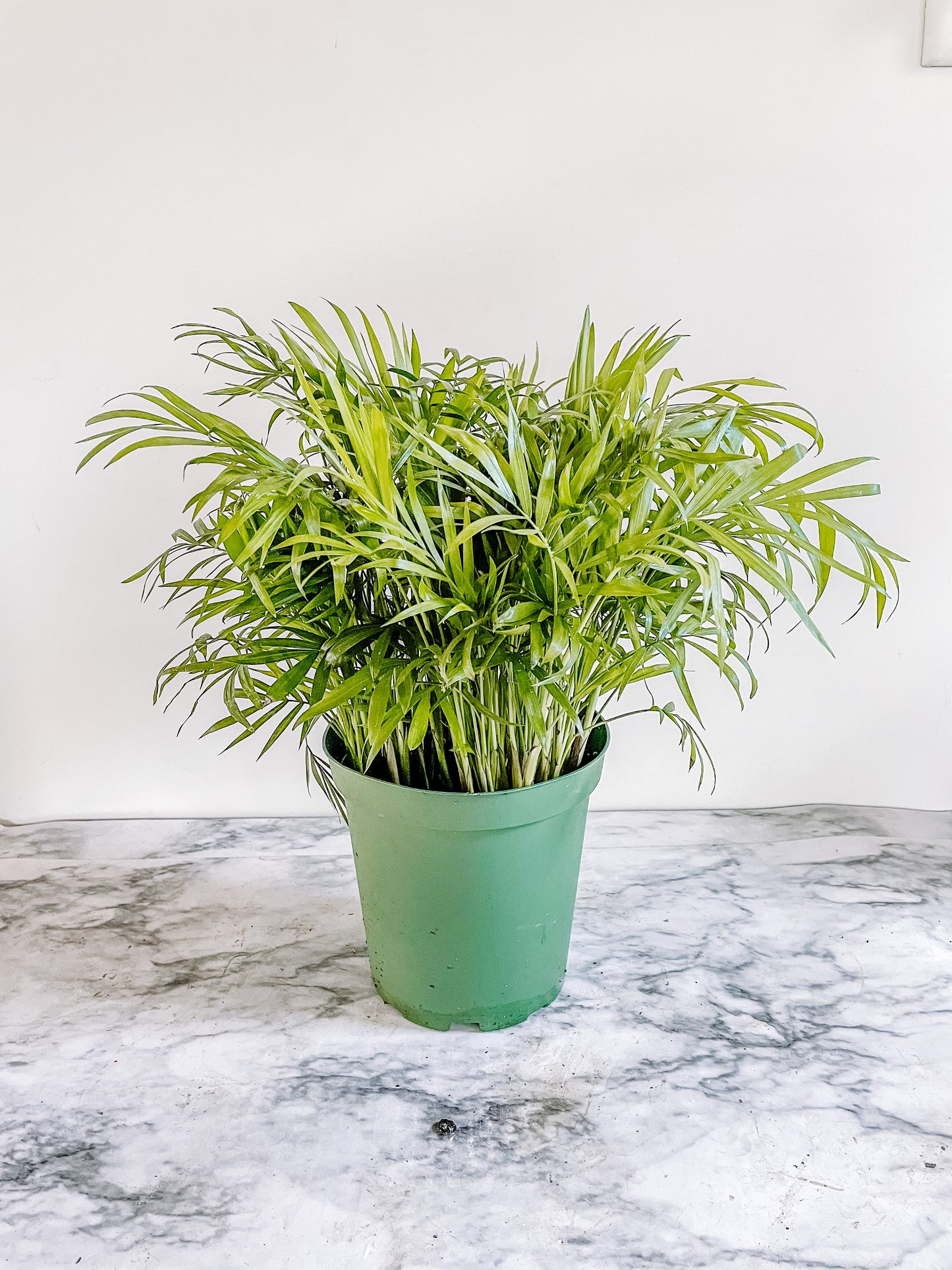 6" Parlor Palm Plant