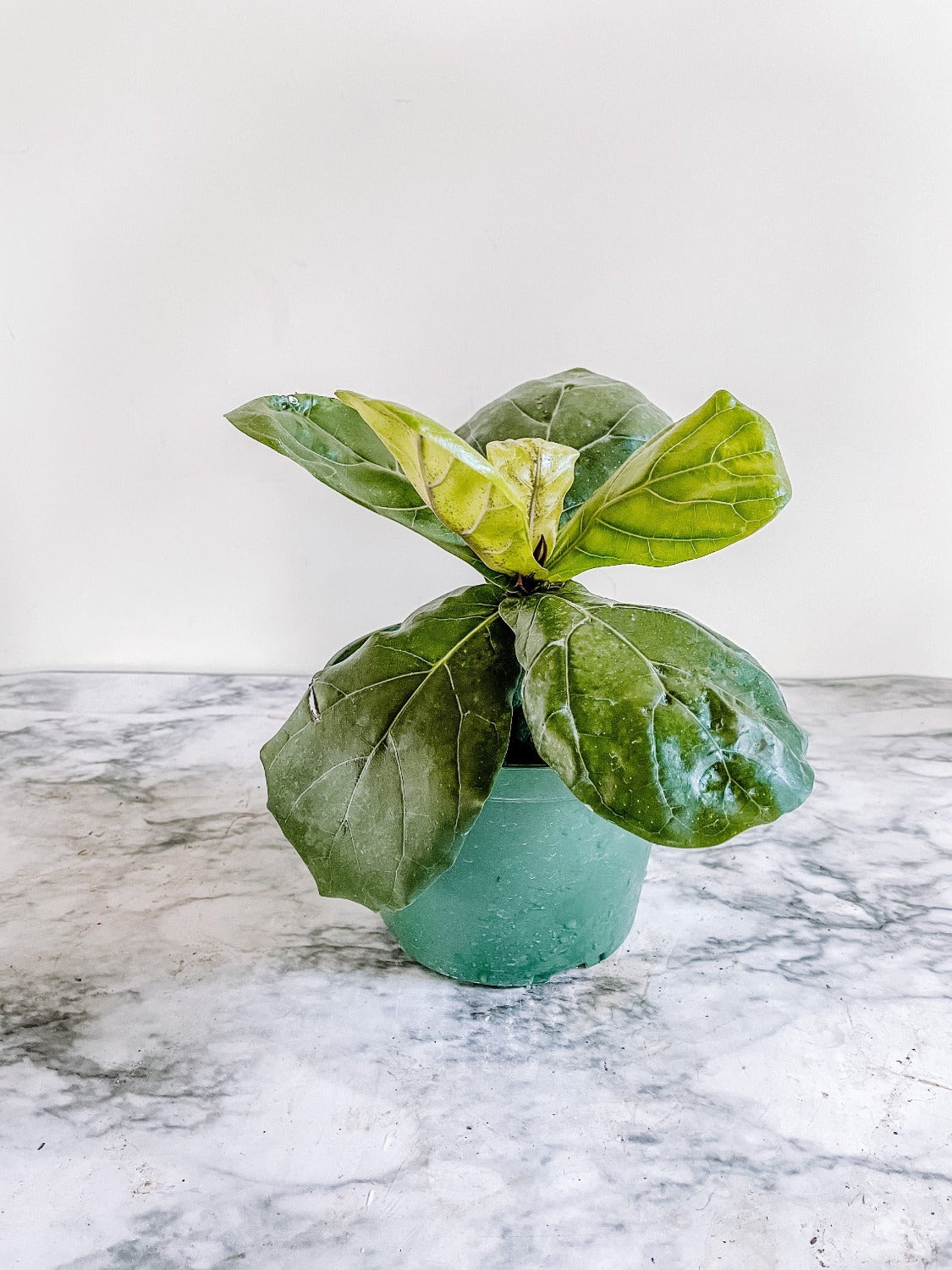 6" Fiddle Leaf Fig Tree